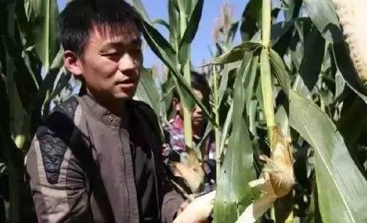 1.掰(bāi)玉米主管(guǎn)5名、要求三(sān)年以上掰玉米經驗：